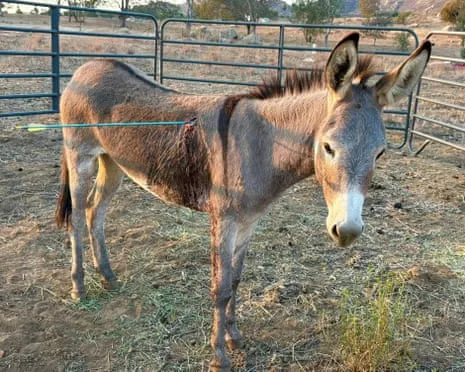 Wild Ass Healing After Newest Projectile Strike on Free-Roaming Asses in California
